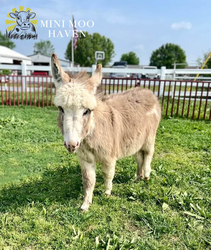 Little Donks For Sale donk1