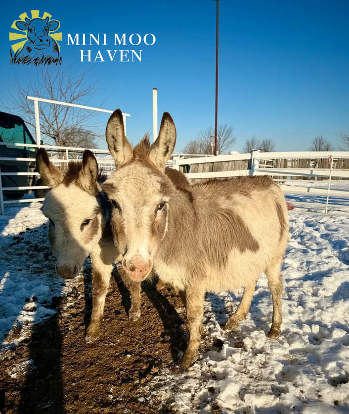 Little Donks For Sale donk10