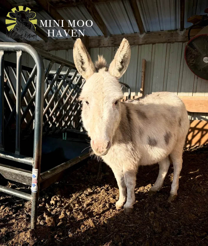 Little Donks For Sale donk11