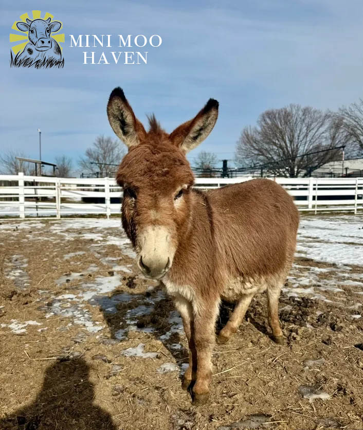 Little Donks For Sale donk12