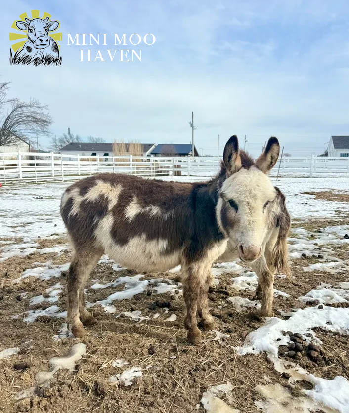 Little Donks For Sale donk13