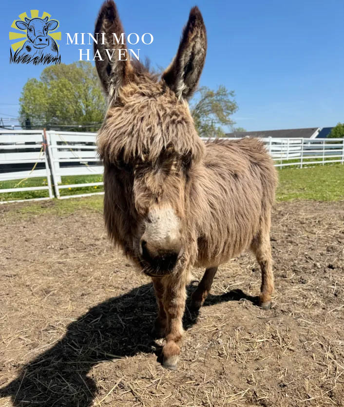 Little Donks For Sale donk14