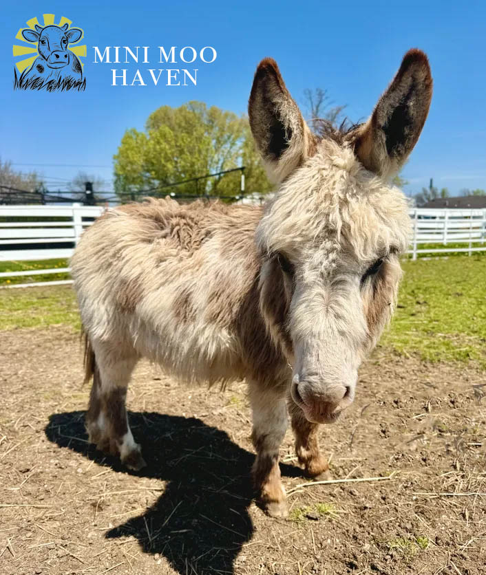 Little Donks For Sale donk15