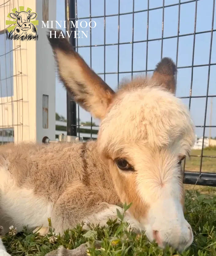 Little Donks For Sale donk2