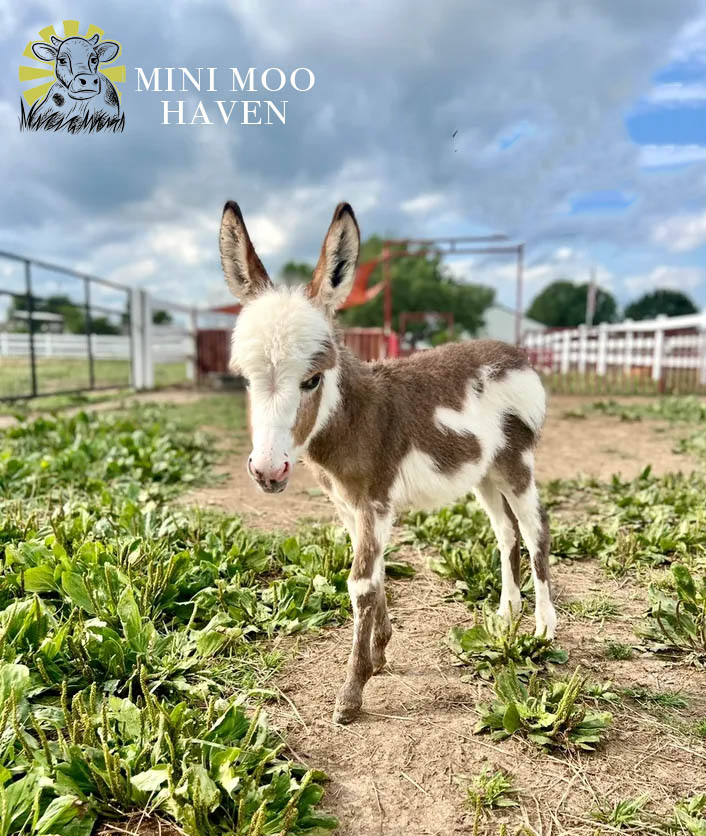 Little Donks For Sale donk3