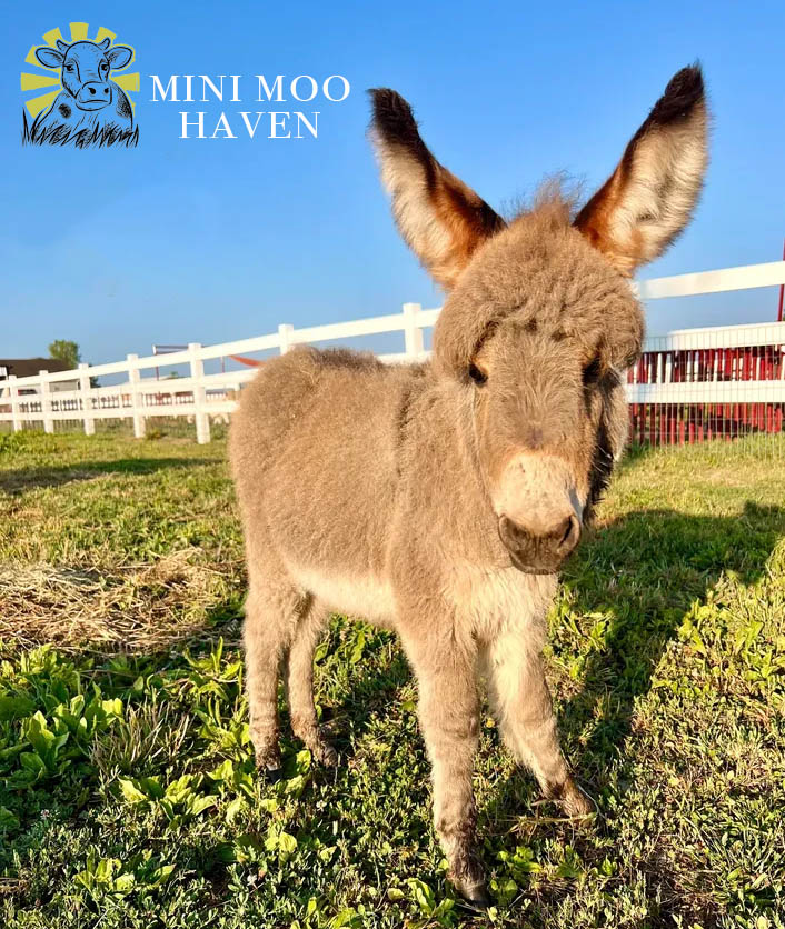 Little Donks For Sale donk4
