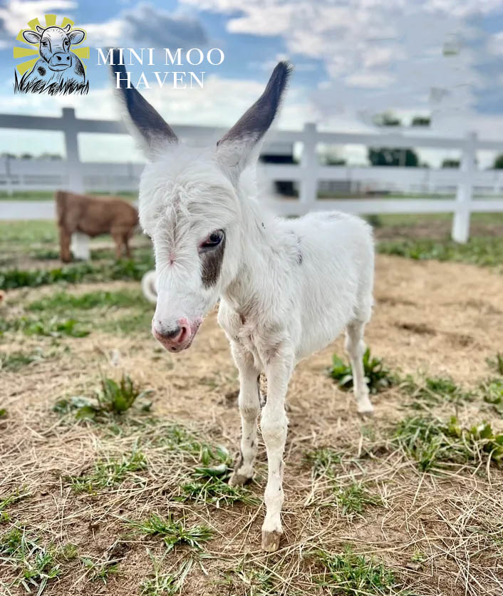 Little Donks For Sale donk5