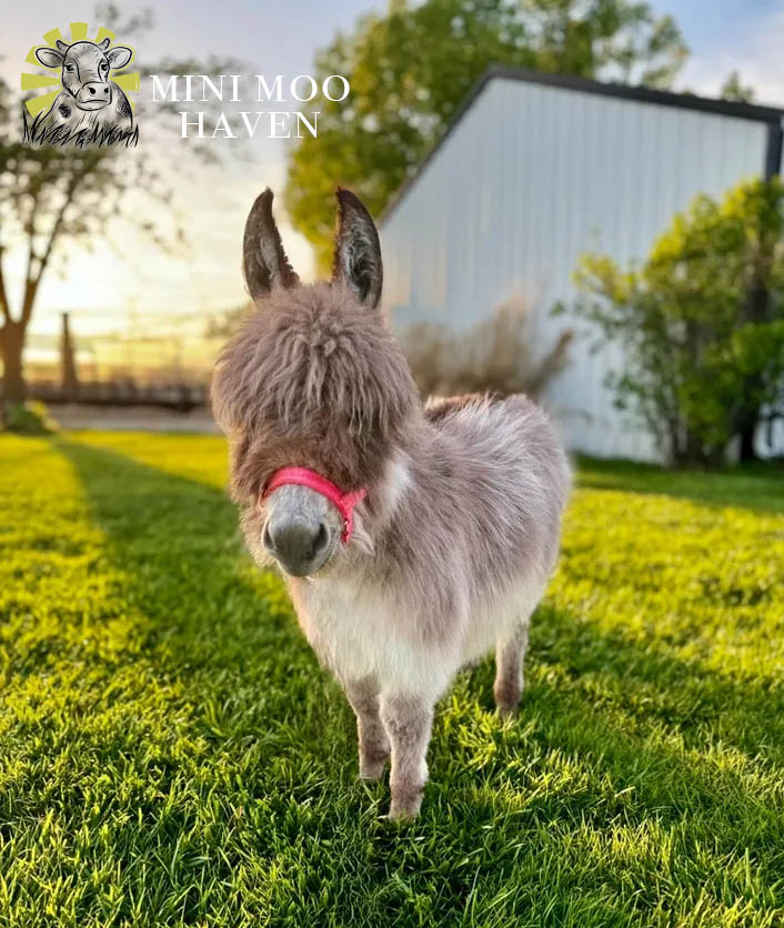 Little Donks For Sale donk6