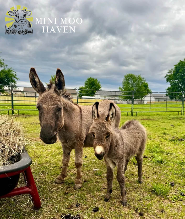 Little Donks For Sale donk7