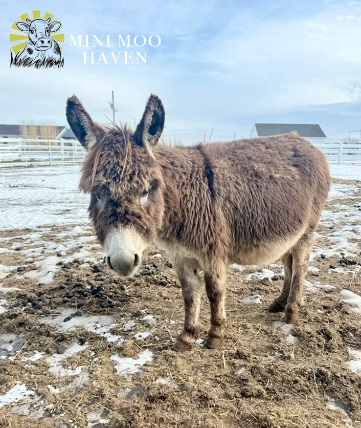 Little Donks For Sale donk8