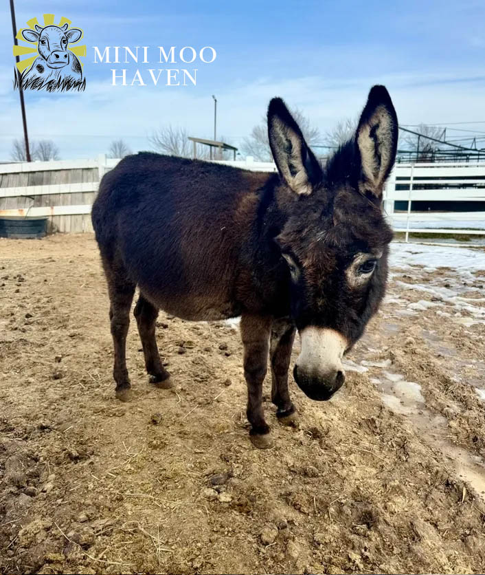 Little Donks For Sale donk9