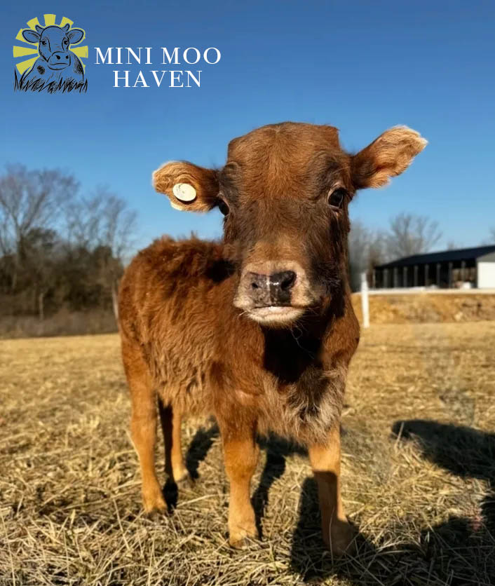 Mini Moos For Sale moo1