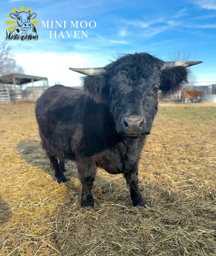 Mini Moos For Sale moo10