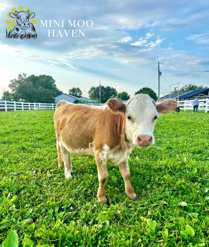 Mini Moos For Sale moo11