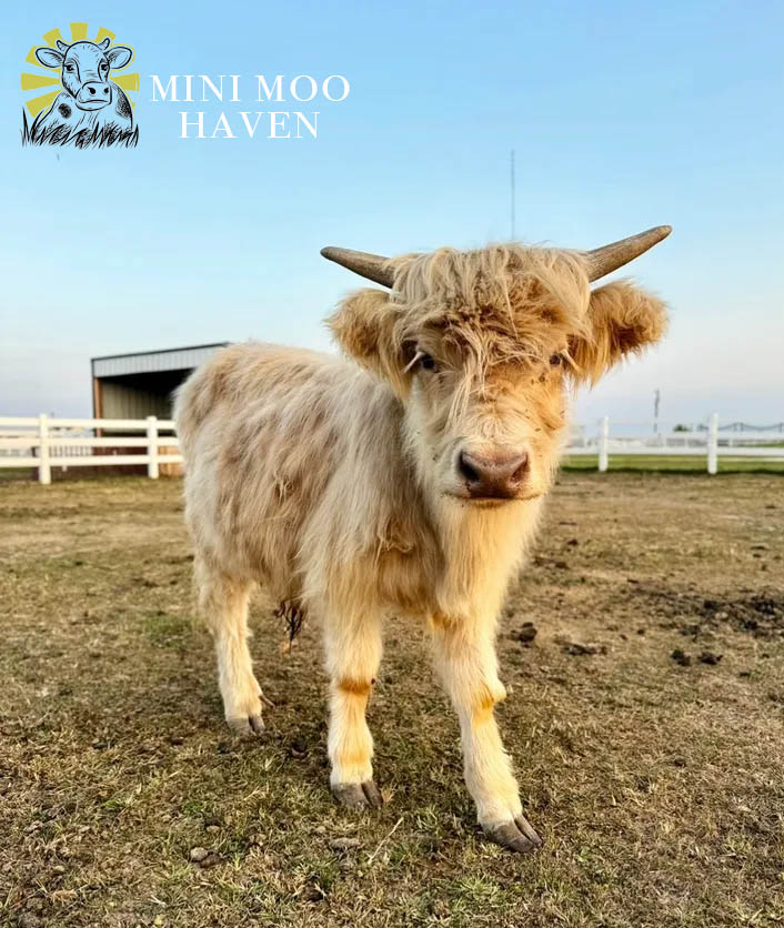 Mini Moos For Sale moo12