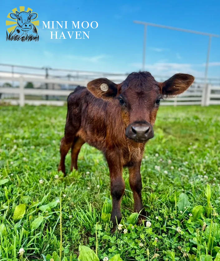 Mini Moos For Sale moo13