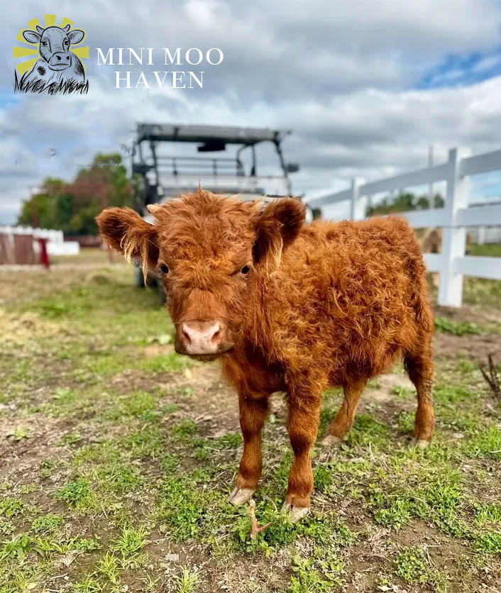 Mini Moos For Sale moo14