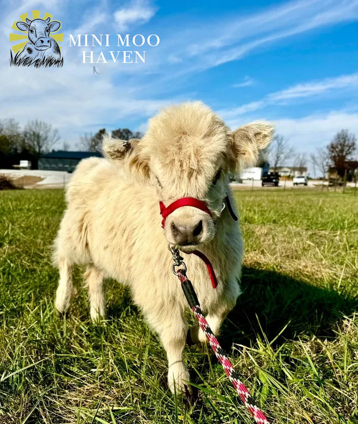 Mini Moos For Sale moo15