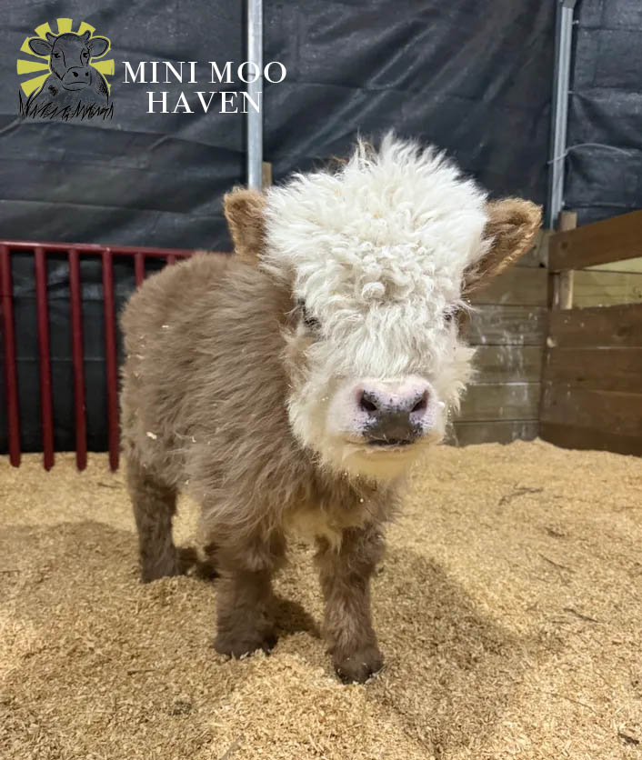 Mini Moos For Sale moo16