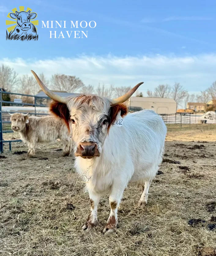 Mini Moos For Sale moo17
