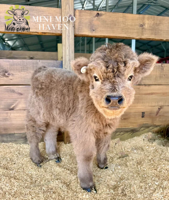 Mini Moos For Sale moo18