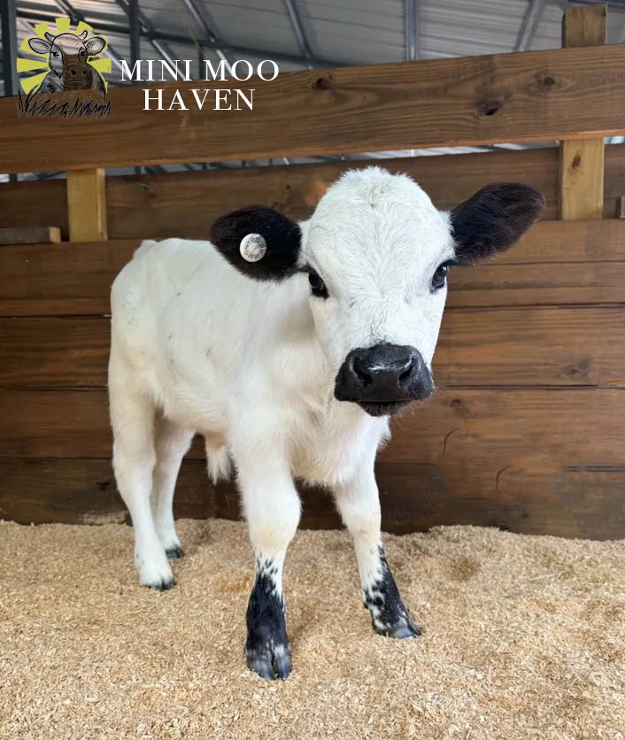Mini Moos For Sale moo19