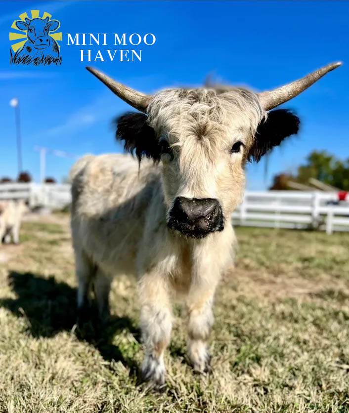 Mini Moos For Sale moo2