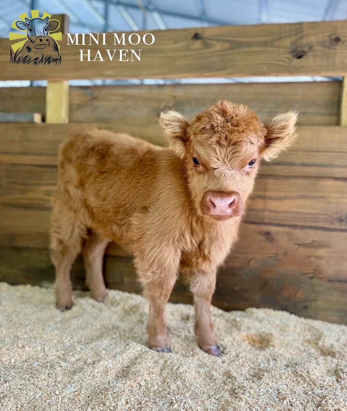 Mini Moos For Sale moo20