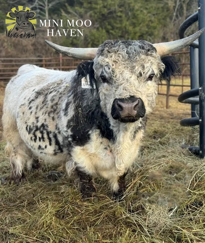 Mini Moos For Sale moo21