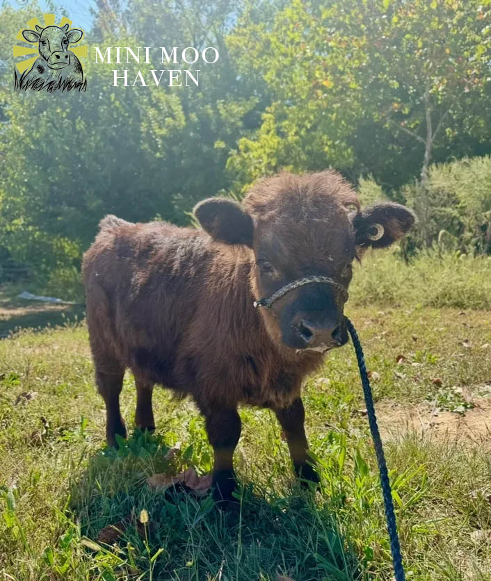 Mini Moos For Sale moo22