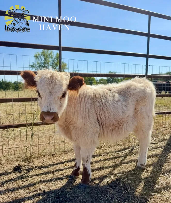 Mini Moos For Sale moo23