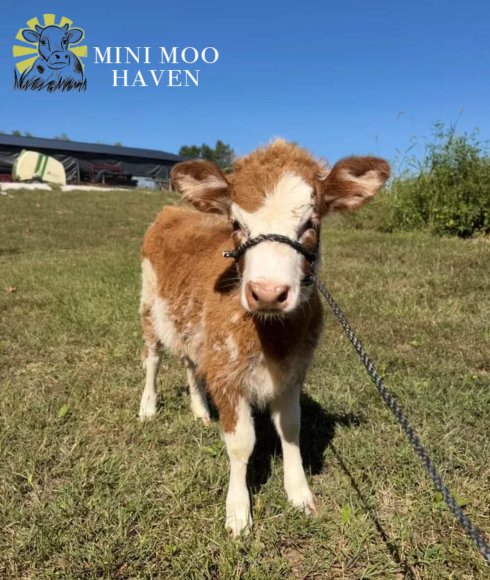 Mini Moos For Sale moo25