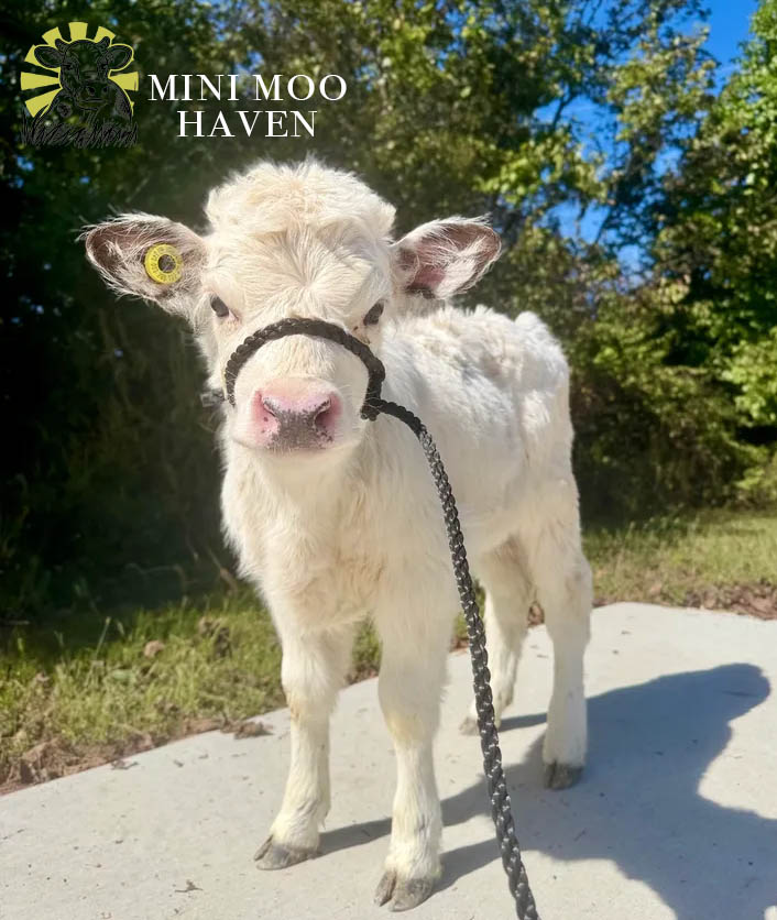 Mini Moos For Sale moo26