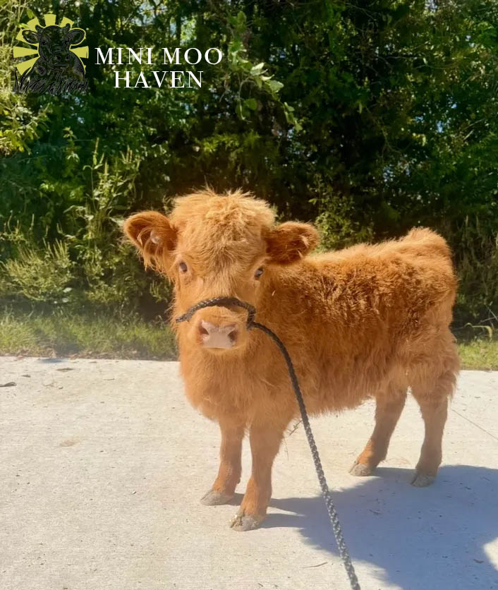 Mini Moos For Sale moo27
