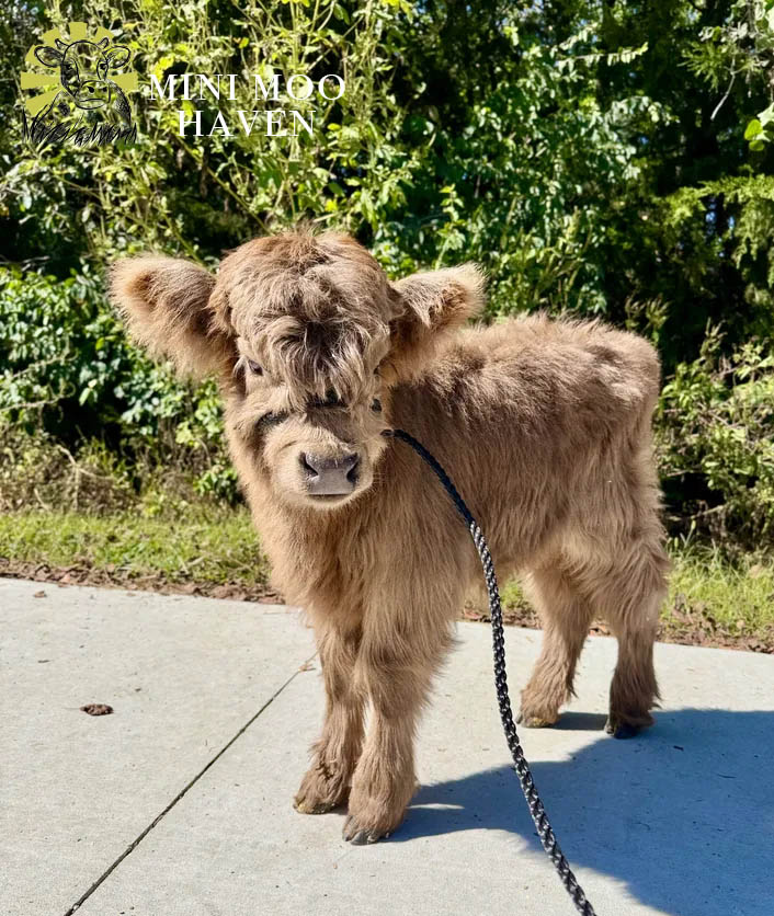 Mini Moos For Sale moo28