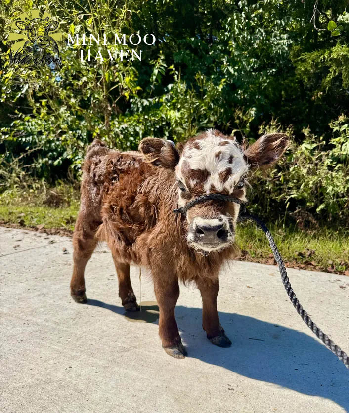 Mini Moos For Sale moo29