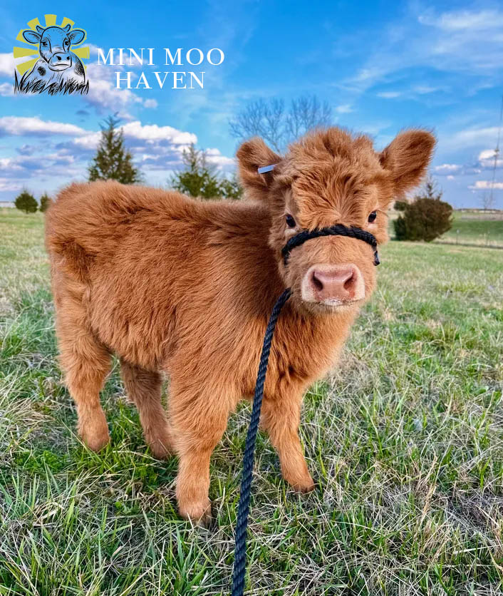 Mini Moos For Sale moo3