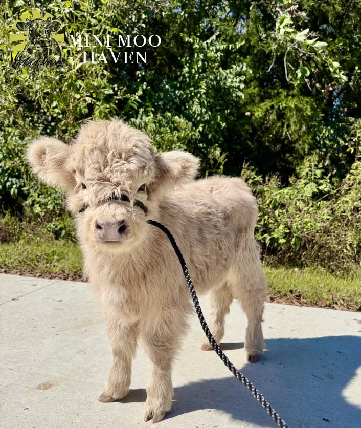 Mini Moos For Sale moo30