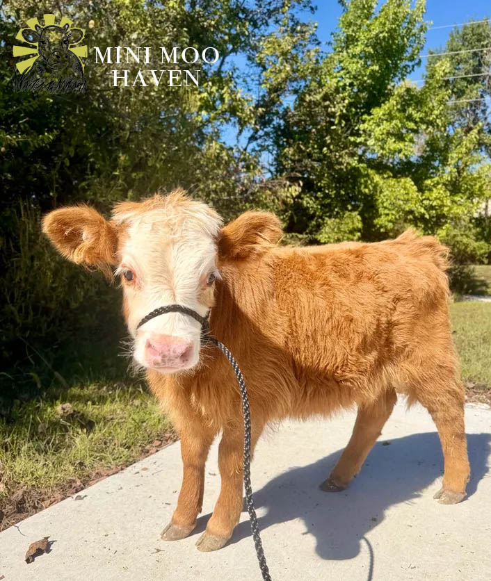Mini Moos For Sale moo31