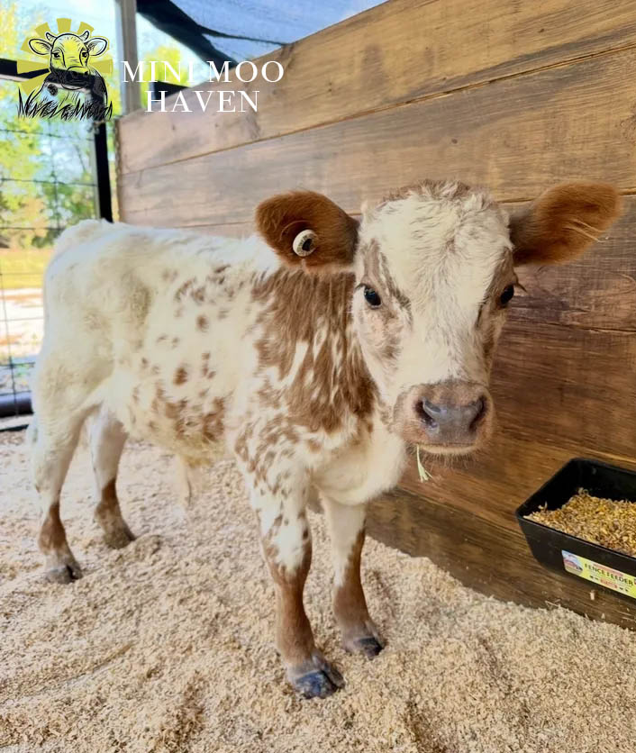 Mini Moos For Sale moo32