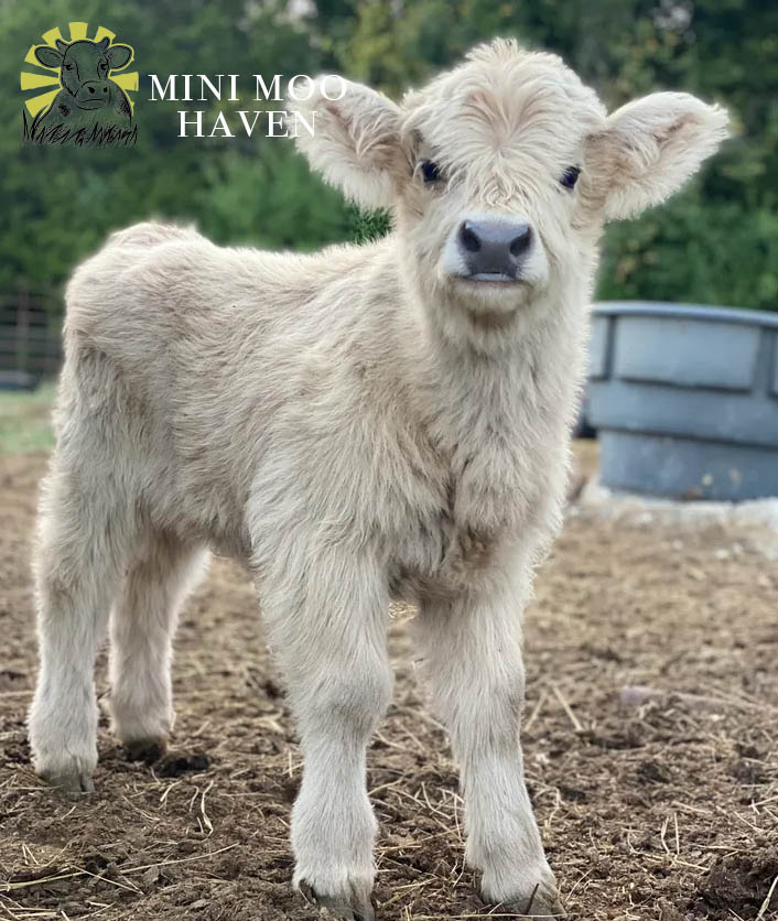 Mini Moos For Sale moo35