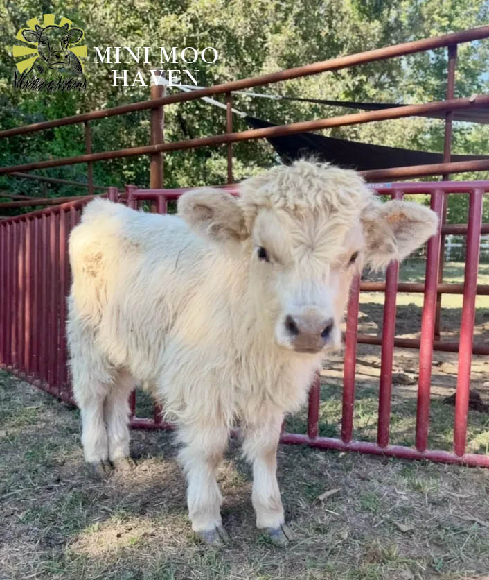 Mini Moos For Sale moo36