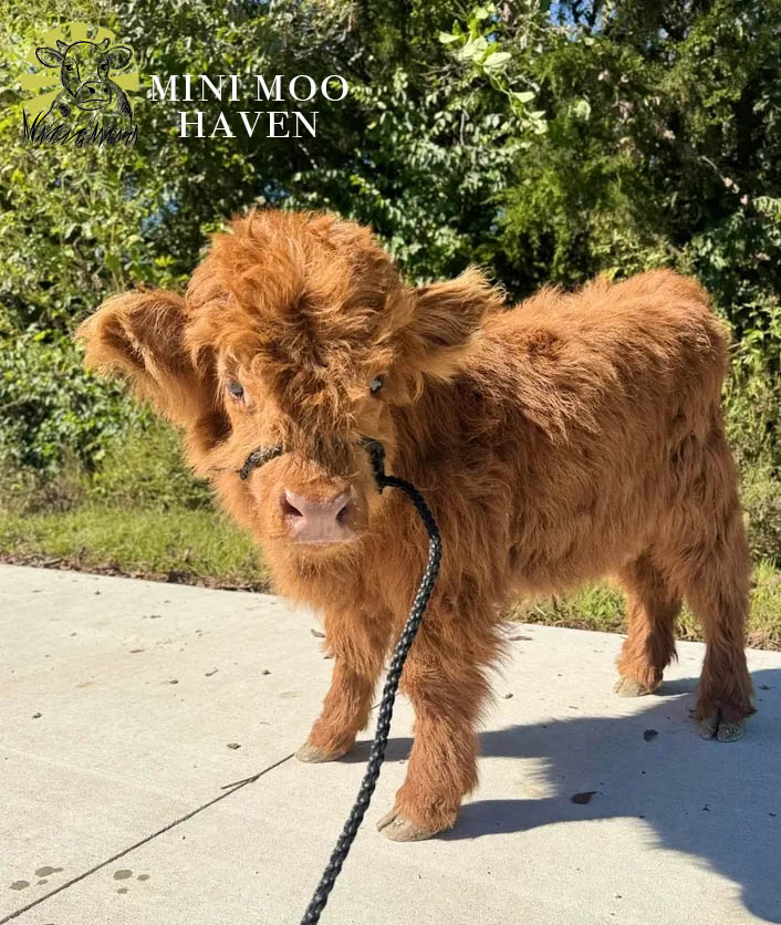 Mini Moos For Sale moo37