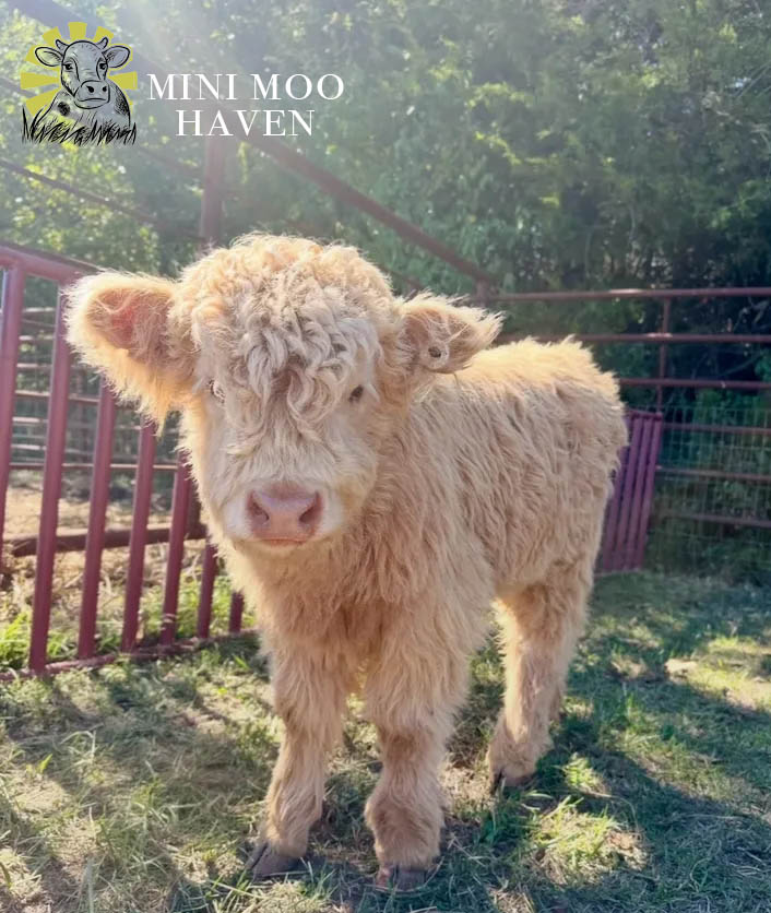 Mini Moos For Sale moo38