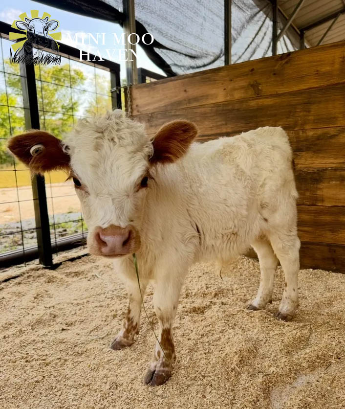 Mini Moos For Sale moo39