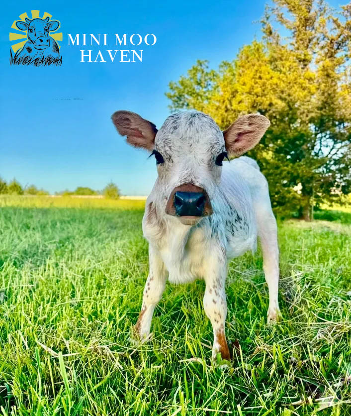 Mini Moos For Sale moo4