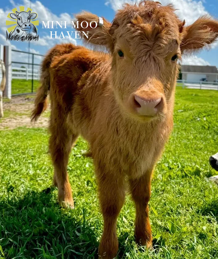 Mini Moos For Sale moo7