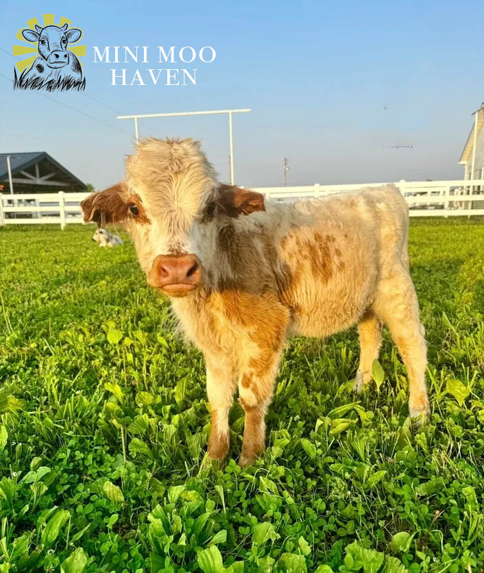 Mini Moos For Sale moo8