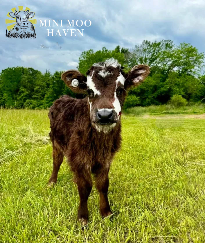 Mini Moos For Sale moo9